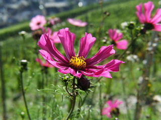 Obraz premium Cosmea 