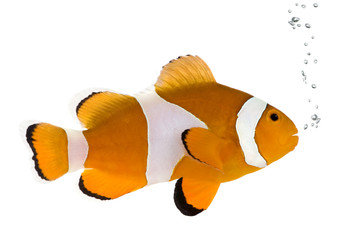 Orange clownfish - Amphiprion occelaris - obrazy, fototapety, plakaty