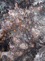 Obraz premium Gnarly Tree Bark