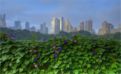 Fototapeta premium Morning glory flowers