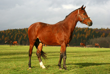 horse 16