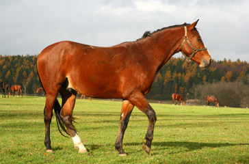 Fototapeta premium horse 13