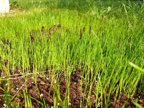 Spriessen bilder – Bläddra bland 2,138 stockfoton, vektorer och videor ...