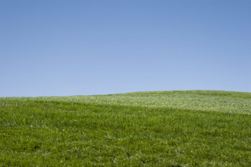 Green grass hills