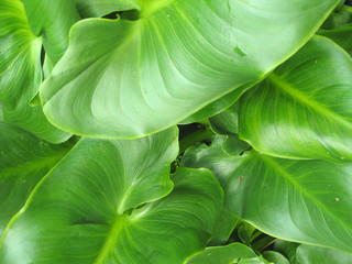  grüne Blätter