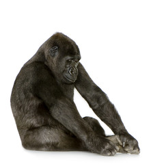 Fototapeta premium Young Silverback Gorilla