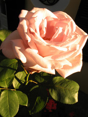 Rose rose-farben