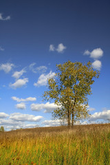 Fototapeta premium Single Tree 