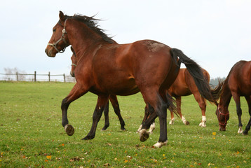 horse 5