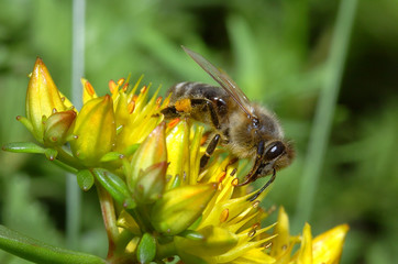 Biene auf einer Blüte