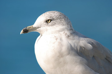 close up shot of a seagull in Windsor, Ontario