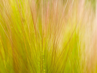 Fototapeta premium grass feather background
