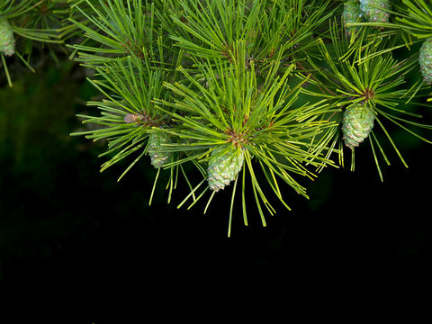 spruce branch on the dark