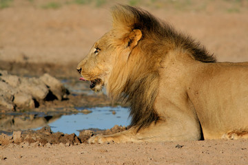 African lion (Panthera leo) drinking