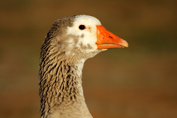 Goose portrait