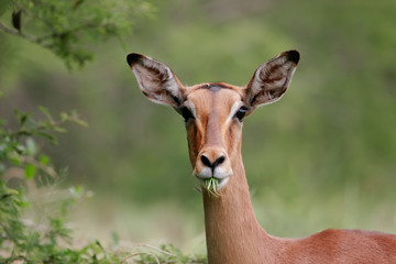 Impala (Aepyceros melampus) portrait