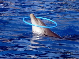 Fototapete Rund Delfin © KALISTE A