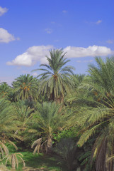 Fototapeta na wymiar Vue de la palmeraie de Tozeur
