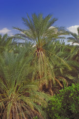 Fototapeta na wymiar Zobacz w Palm Oasis Tozeur