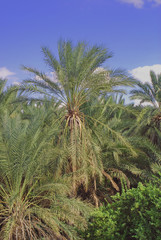 Fototapeta na wymiar Vue de la palmeraie de Tozeur