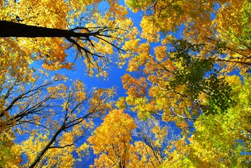 Poster Im Rahmen Herbstahornbäume © Elenathewise