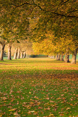 Obraz premium Autumn Tree Avenue at Windsor