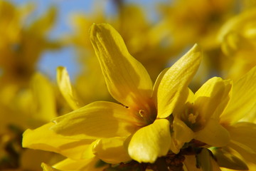 Blüte einer Forsythie