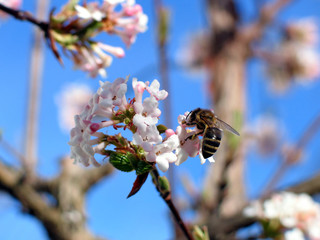 Bienchen summ