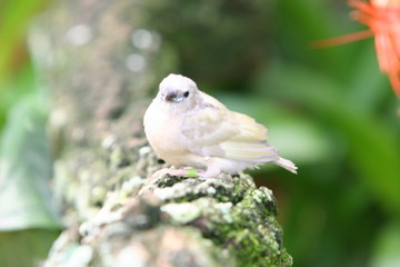 SMALL DELICATE BIRD 