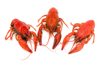 Crawfishes