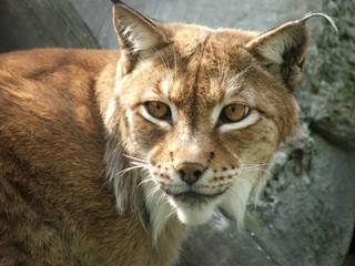 Lynx