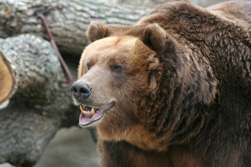 Obraz premium Brown Bear