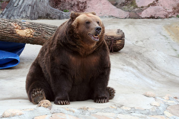 Brown Bear