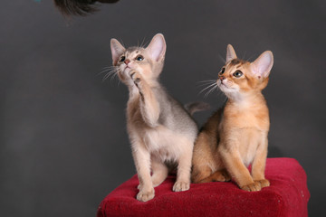 Kittens of Abyssinian breed in studio