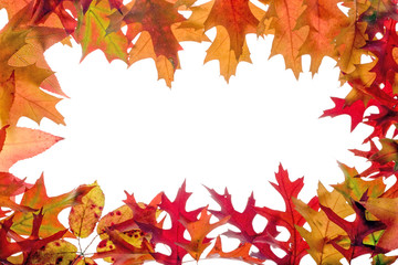 fall leaves frame 4