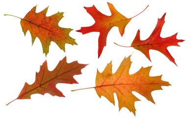 oak autumn leaves high resolution on white