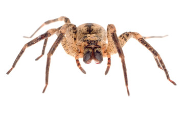 wolf spider closeup
