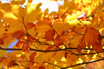 Naklejka na ściany i meble feuilles en automne