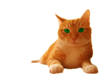 Cat wtih green eyes