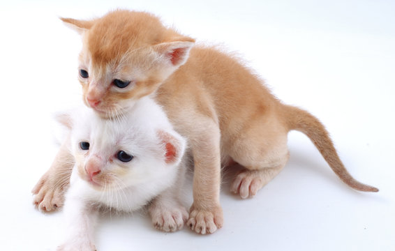Two young kitty playing with white back ground