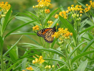 Butterfly on a flower