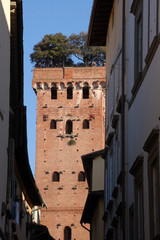 Lucca, torre Guinigi