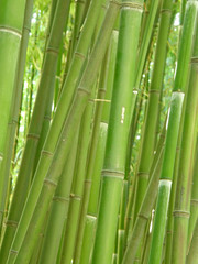 Fototapeta na wymiar bamboo grove.