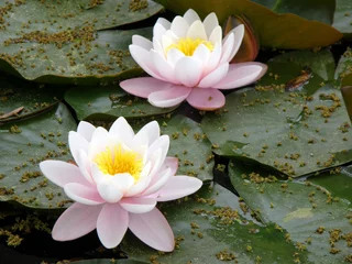 water lily