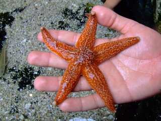 étoile de mer