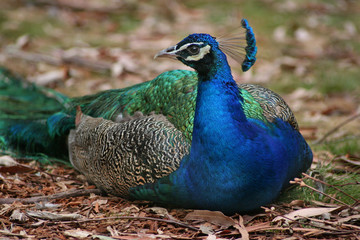 Fototapeta premium Peacock
