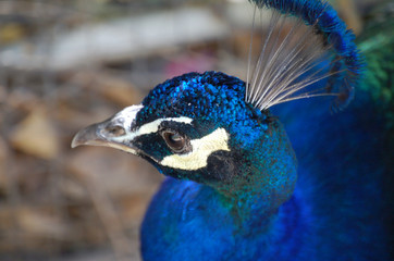 Peacock face