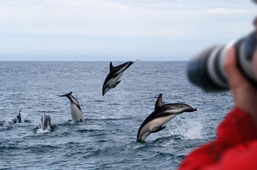 Crédence de cuisine en verre imprimé Dauphin Dusky Dolphins Nouvelle-Zélande