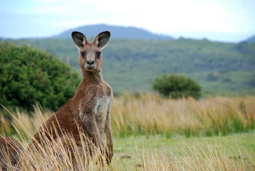 Fotobehang Kangoeroe Wilde kangoeroe in de outback