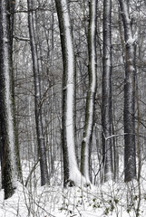 Wood in Winter